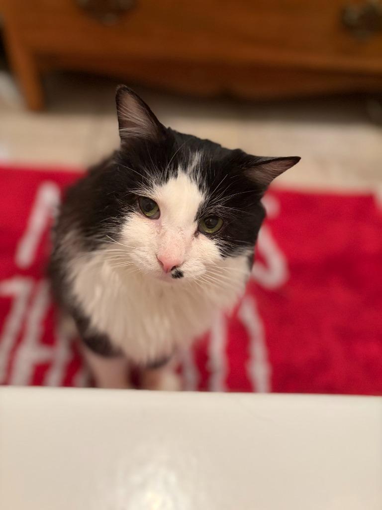 Iced Tea, Adoptable, Young Male Domestic Long Hair.