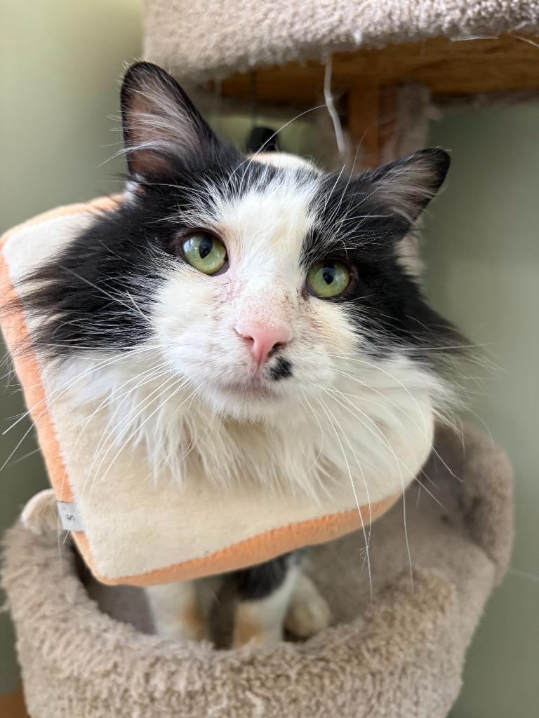 Enlarge Iced Tea, a Adoptable Domestic Long Hair in Arthur, ON image 3/6