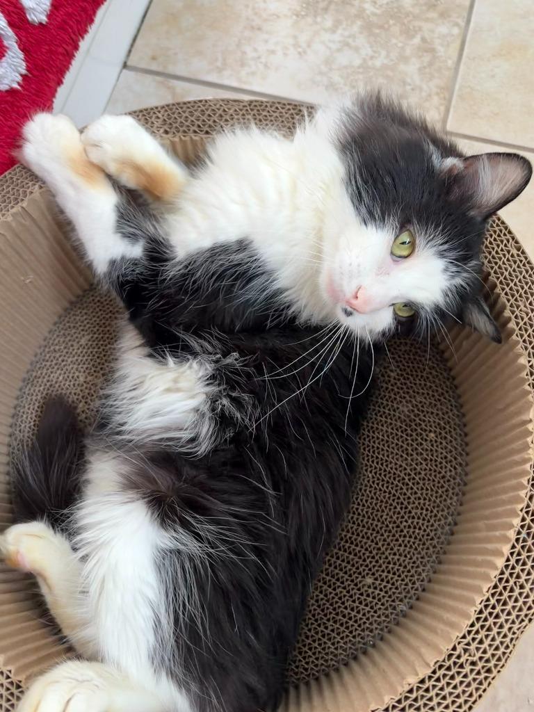 Enlarge Iced Tea, a Adoptable Domestic Long Hair in Arthur, ON image 4/6
