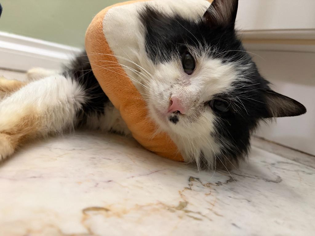 Enlarge Iced Tea, a Adoptable Domestic Long Hair in Arthur, ON image 6/6