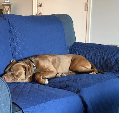 Frankie, an adopted American Staffordshire Terrier in Palmyra, VA image 5/6