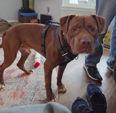 Frankie, an adopted American Staffordshire Terrier in Palmyra, VA image 1/6