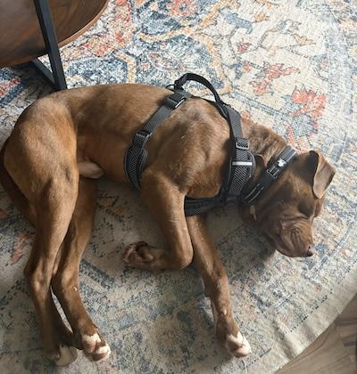 Frankie, an adopted American Staffordshire Terrier in Palmyra, VA image 6/6