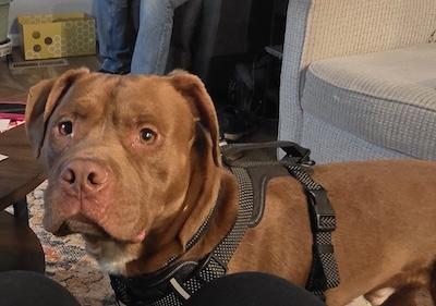 Frankie, an adopted American Staffordshire Terrier in Palmyra, VA image 4/6