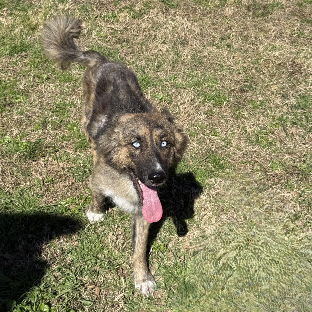Winnie, a Adoptable German Shepherd Dog in Brenham, TX image 2/6