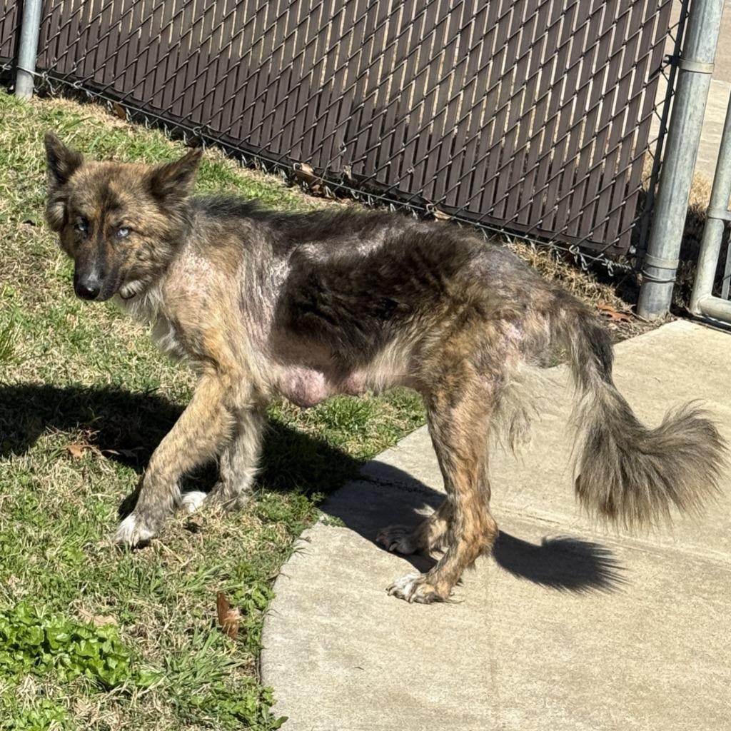 Winnie, a Adoptable German Shepherd Dog in Brenham, TX image 3/6