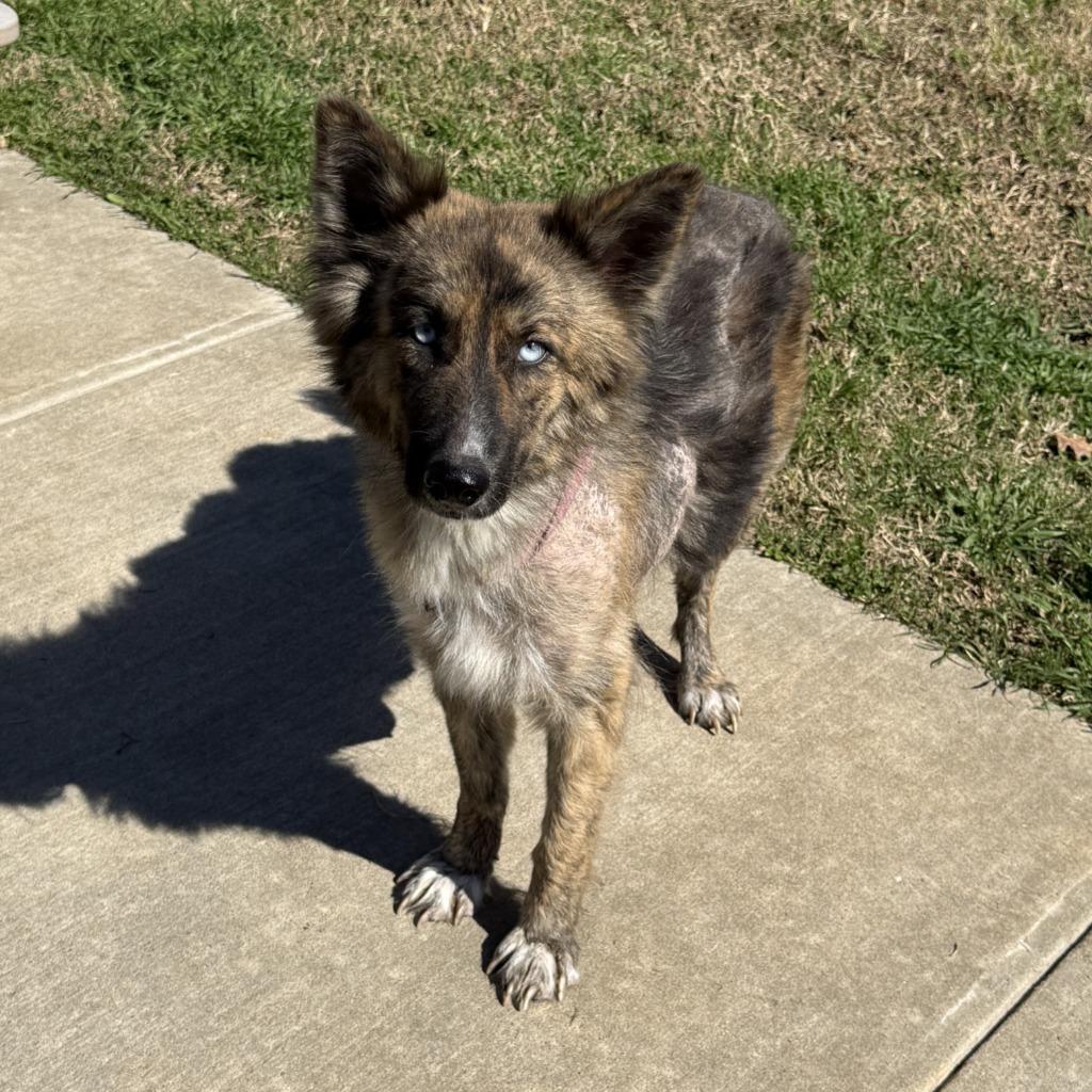Winnie, a Adoptable German Shepherd Dog in Brenham, TX image 4/6