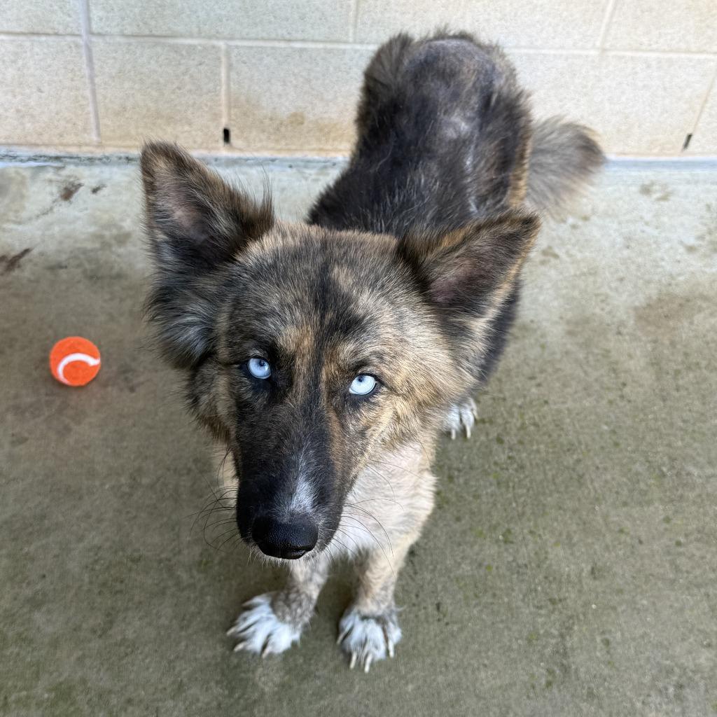 Winnie, a Adoptable German Shepherd Dog in Brenham, TX image 5/6