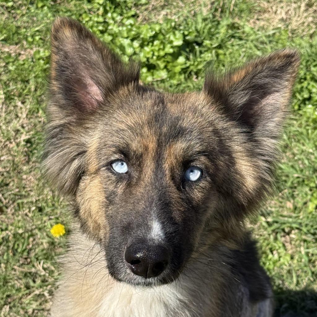 Winnie, Adoptable, Adult Female German Shepherd Dog.