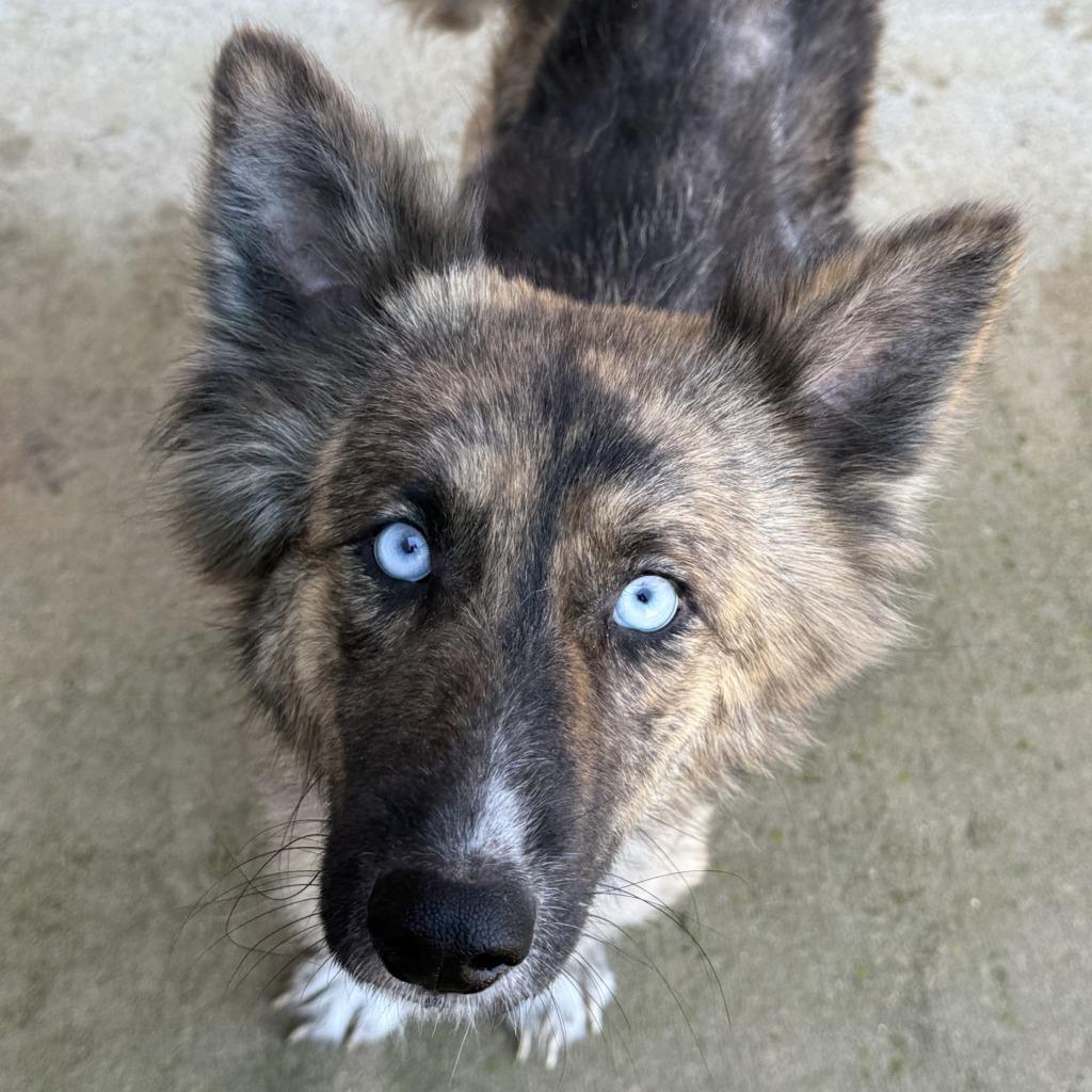 Winnie, Adoptable, Adult Female German Shepherd Dog.