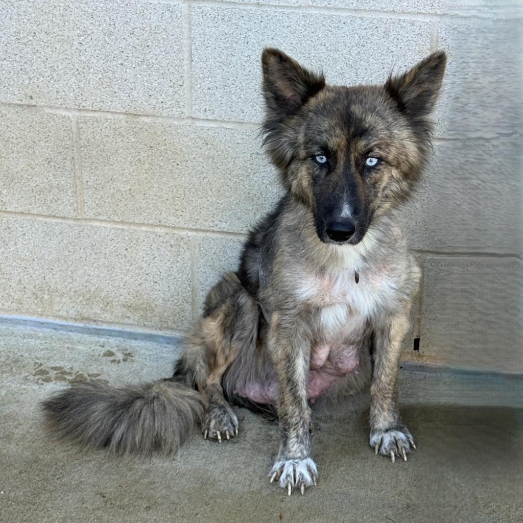 Winnie, a Adoptable German Shepherd Dog in Brenham, TX image 6/6