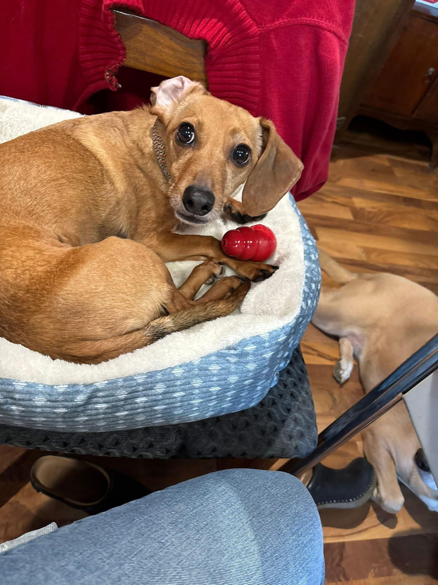 Jethro, a Adoptable mixed breed in Duluth, MN image 1/3