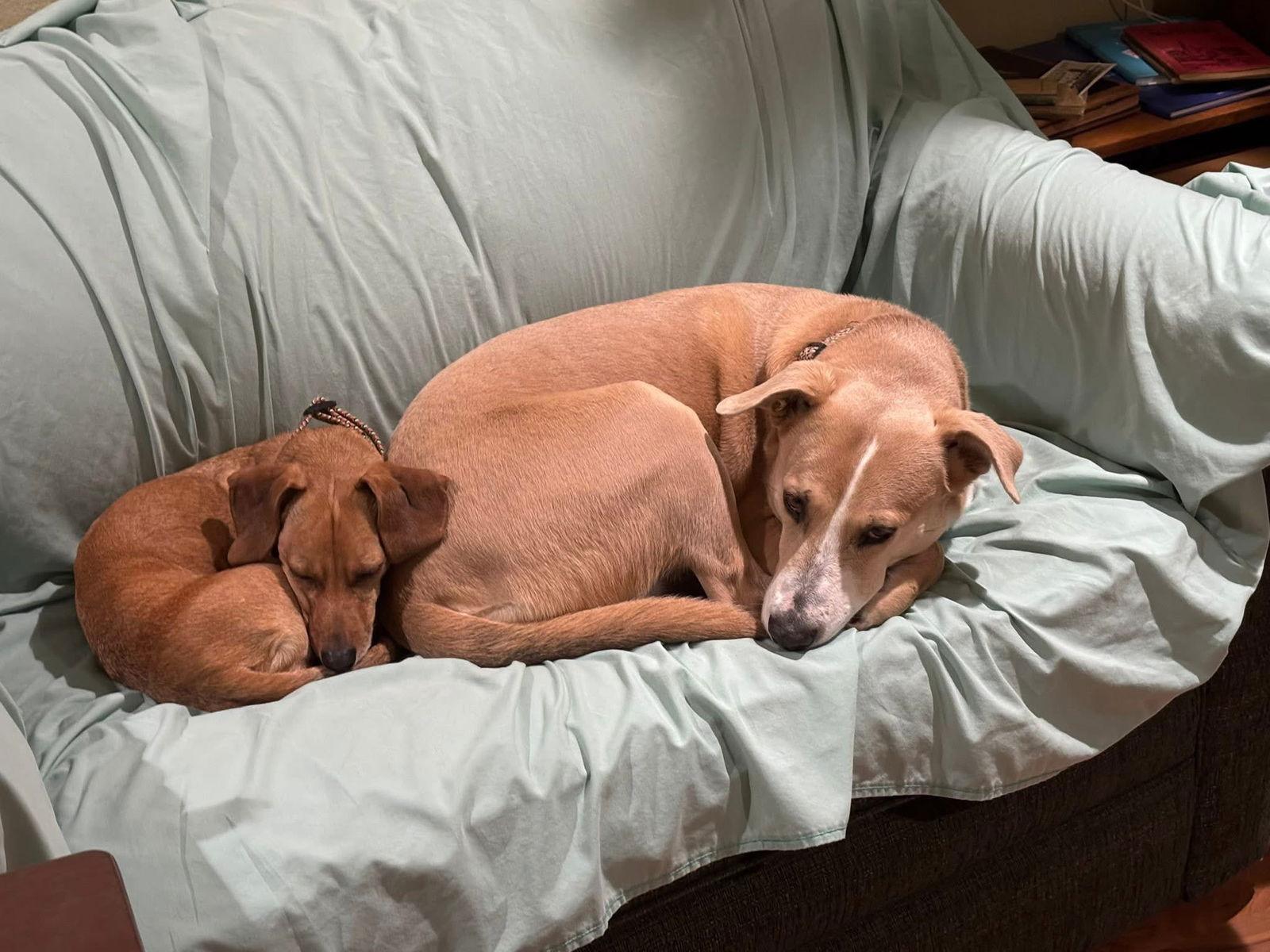 Jethro, a Adoptable mixed breed in Duluth, MN image 2/3