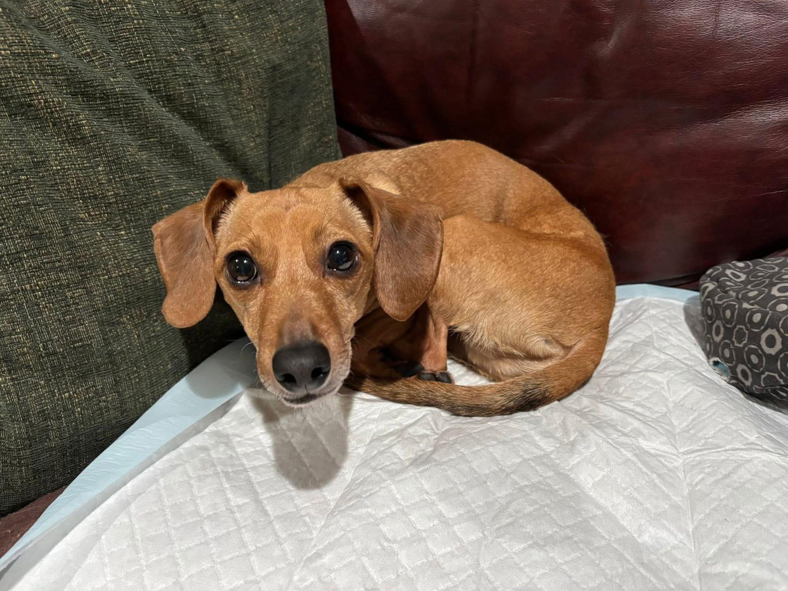 Jethro, a Adoptable mixed breed in Duluth, MN image 3/3