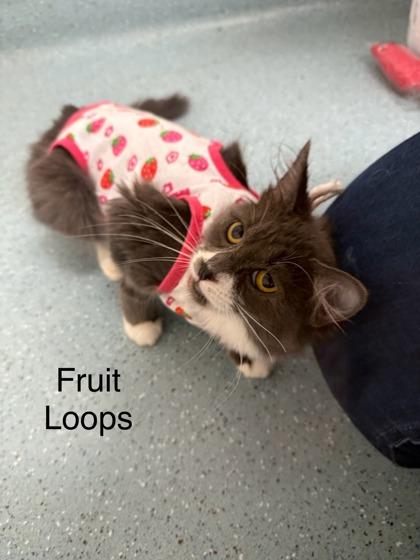 Enlarge Fruit Loops, a Adoptable mixed breed in Laguna Niguel, CA image 2/3