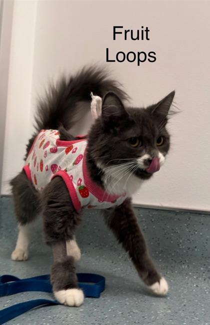 Fruit Loops, Adoptable, Kitten Female Domestic Medium Hair & Domestic Short Hair.