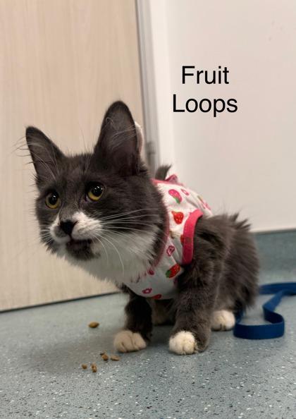Fruit Loops, a Adoptable mixed breed in Laguna Niguel, CA image 3/3