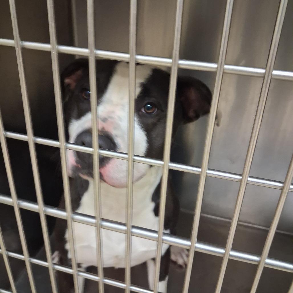 Enlarge Panda Bear, a Adoptable Mixed Breed in Winston-Salem, NC image 1/1