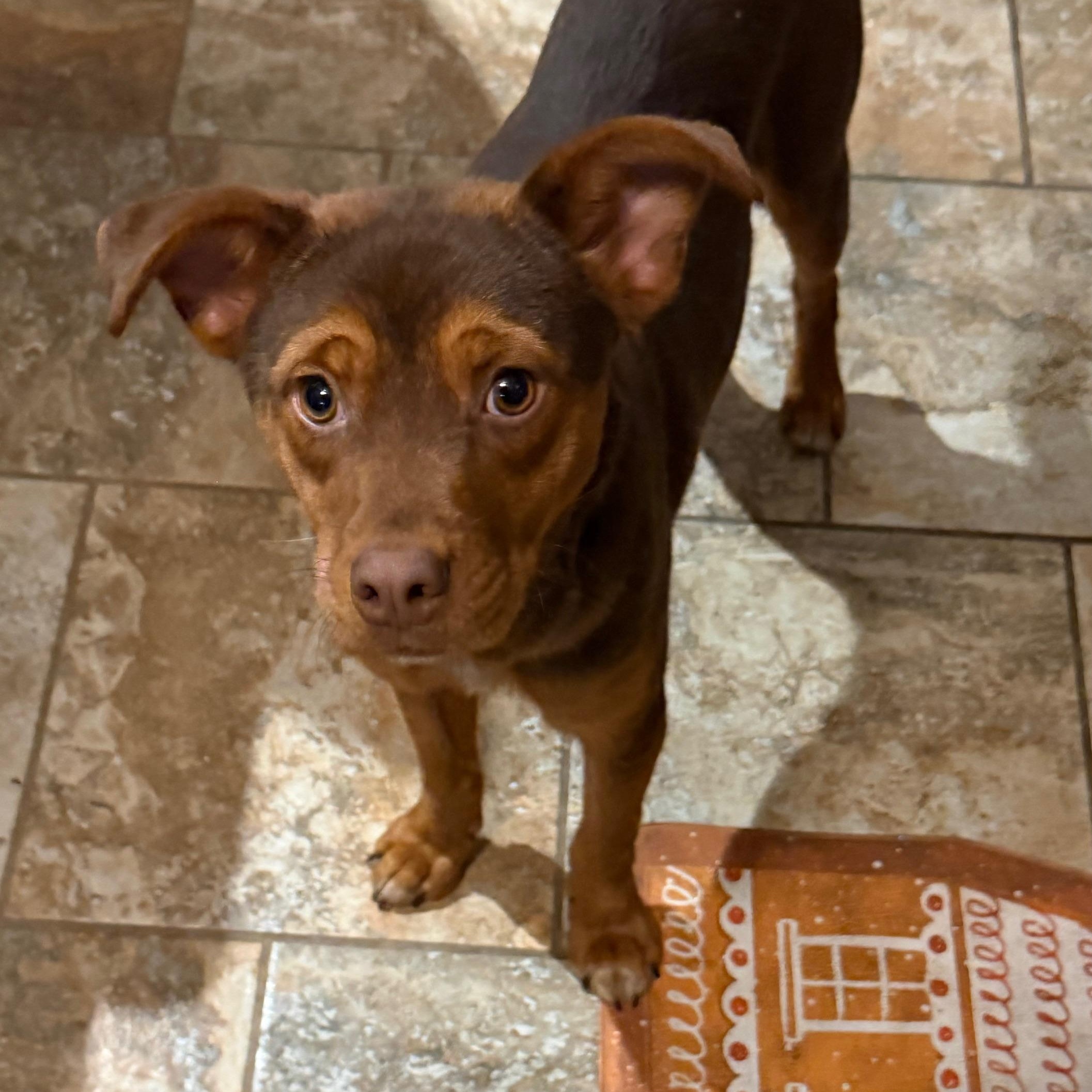 Enlarge Isaac, a ADOPTABLE mixed breed in Bethlehem, PA image 1/2