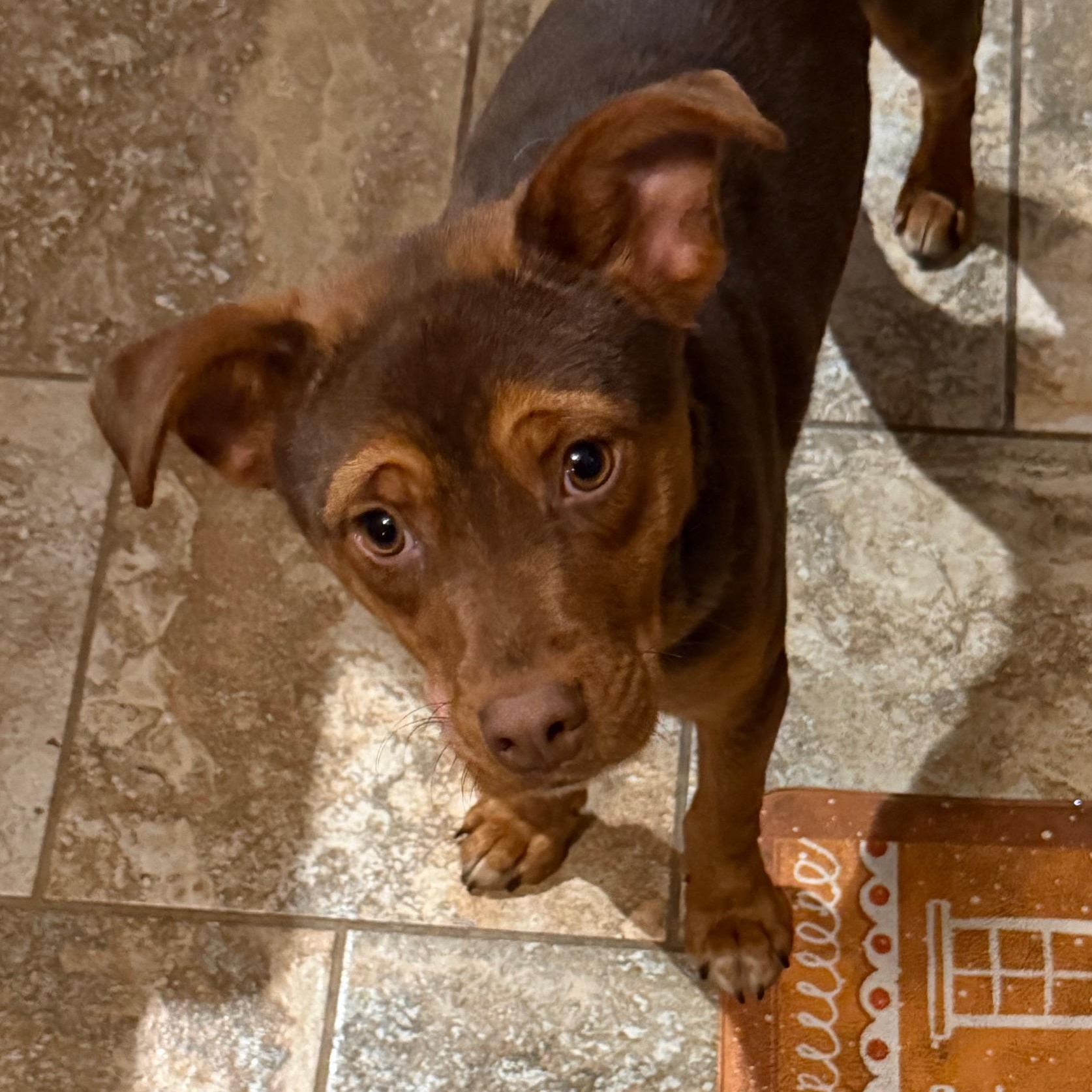 Enlarge Isaac, a ADOPTABLE mixed breed in Bethlehem, PA image 2/2