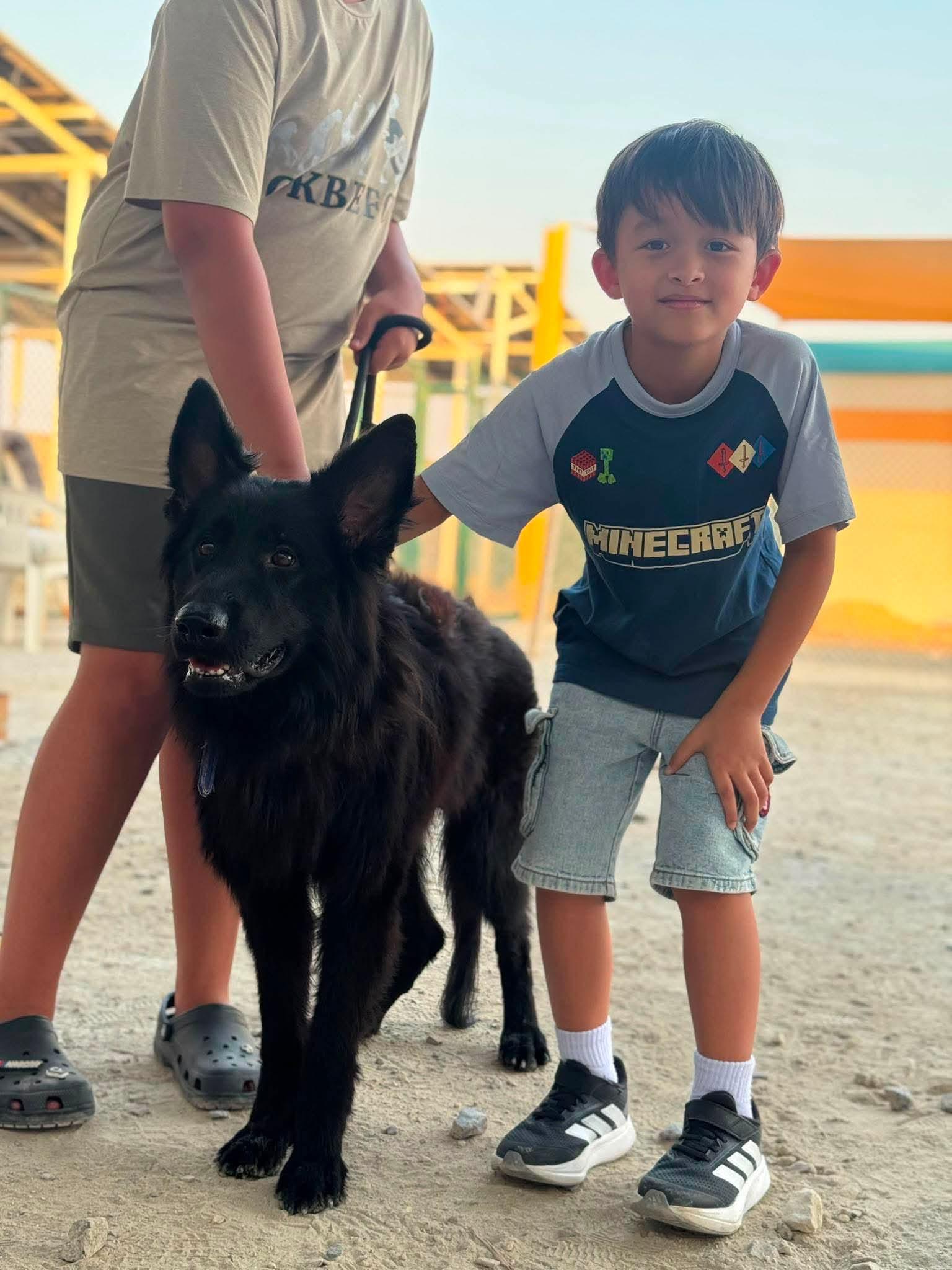 Enlarge DANNY., a Adoptable German Shepherd Dog in Toronto, ON image 2/6