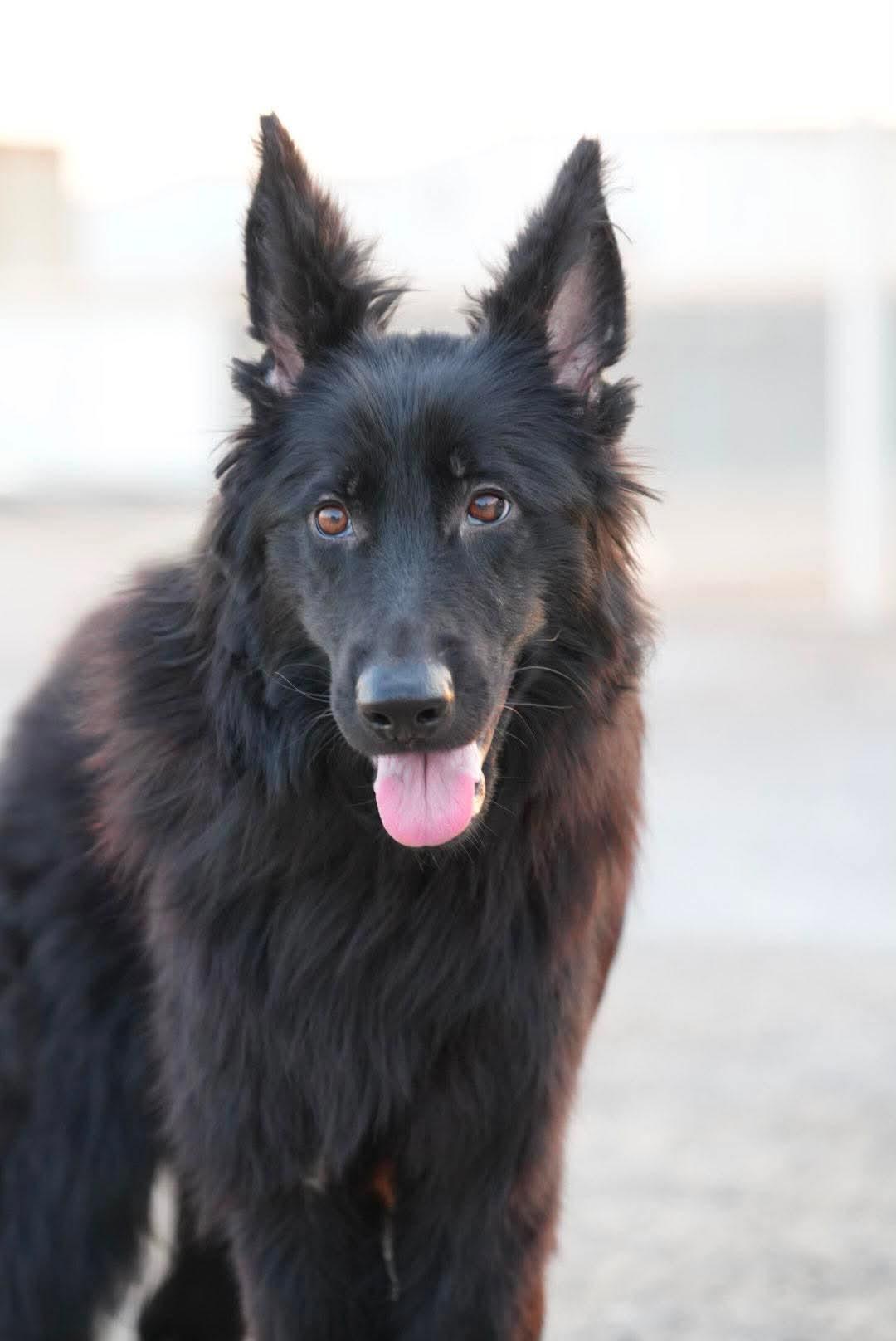 DANNY., Adoptable, Young Male German Shepherd Dog.