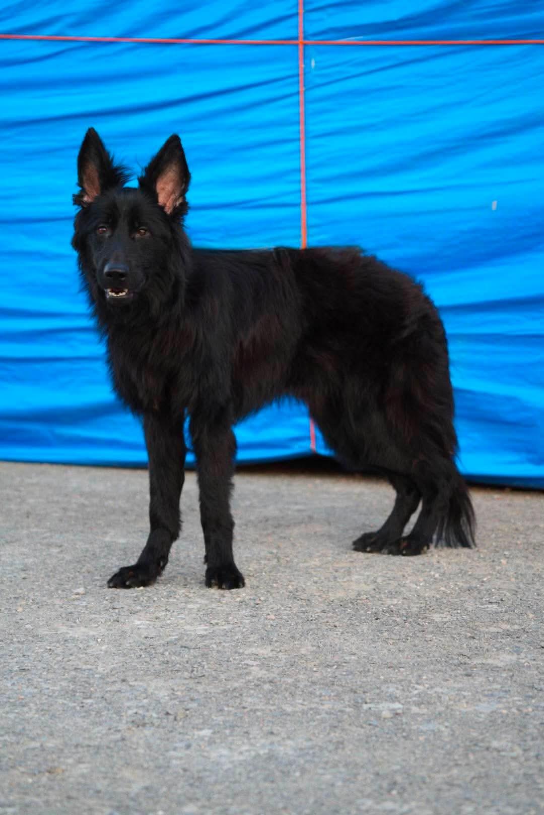 Enlarge DANNY., a Adoptable German Shepherd Dog in Toronto, ON image 5/6