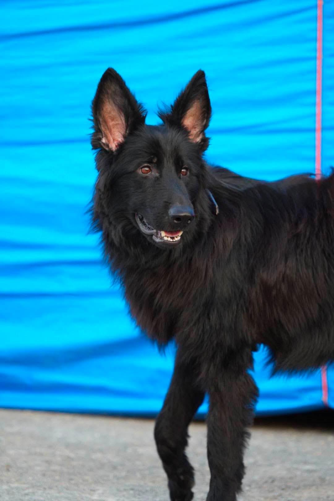 Enlarge DANNY., a Adoptable German Shepherd Dog in Toronto, ON image 4/6