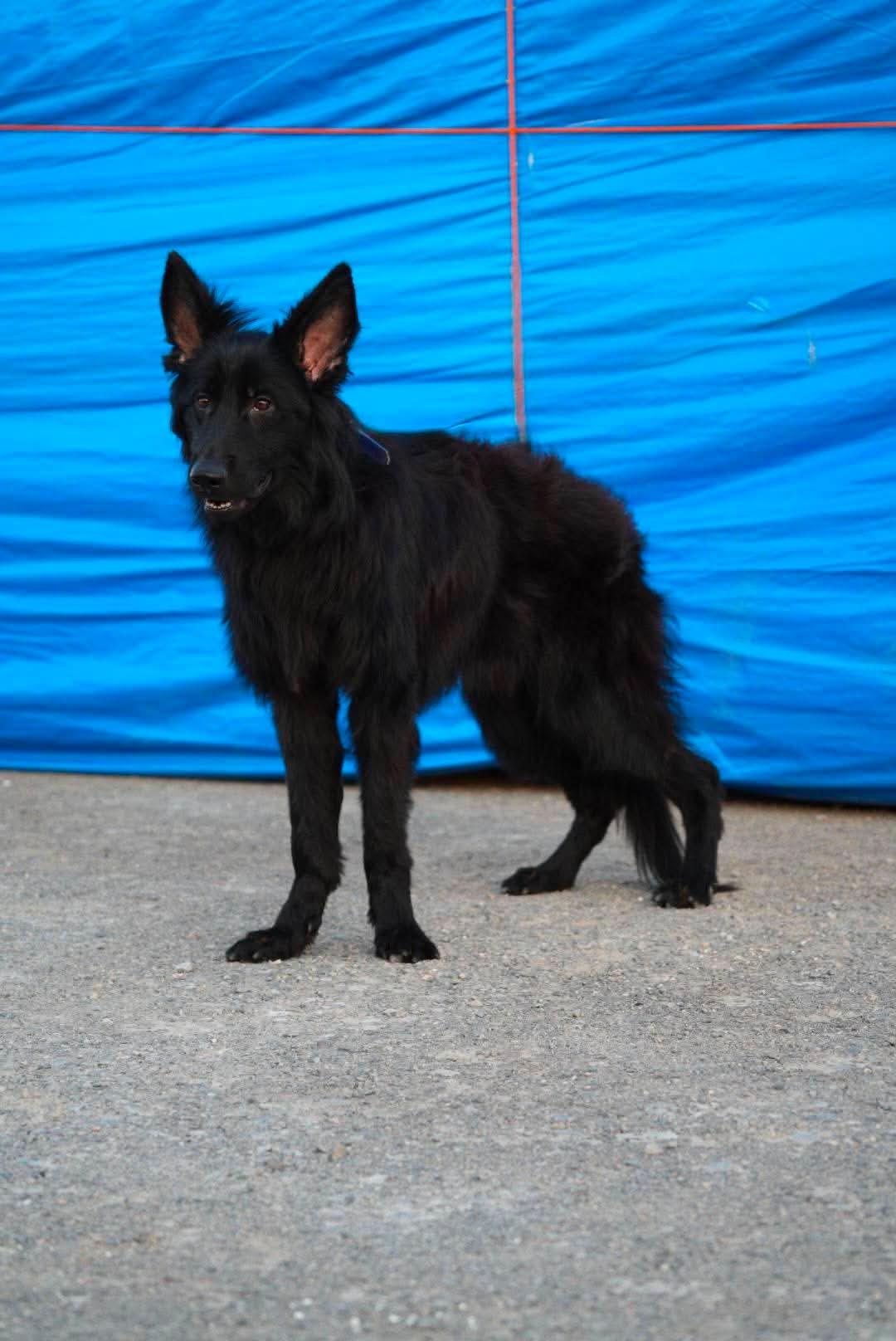 Enlarge DANNY., a Adoptable German Shepherd Dog in Toronto, ON image 3/6
