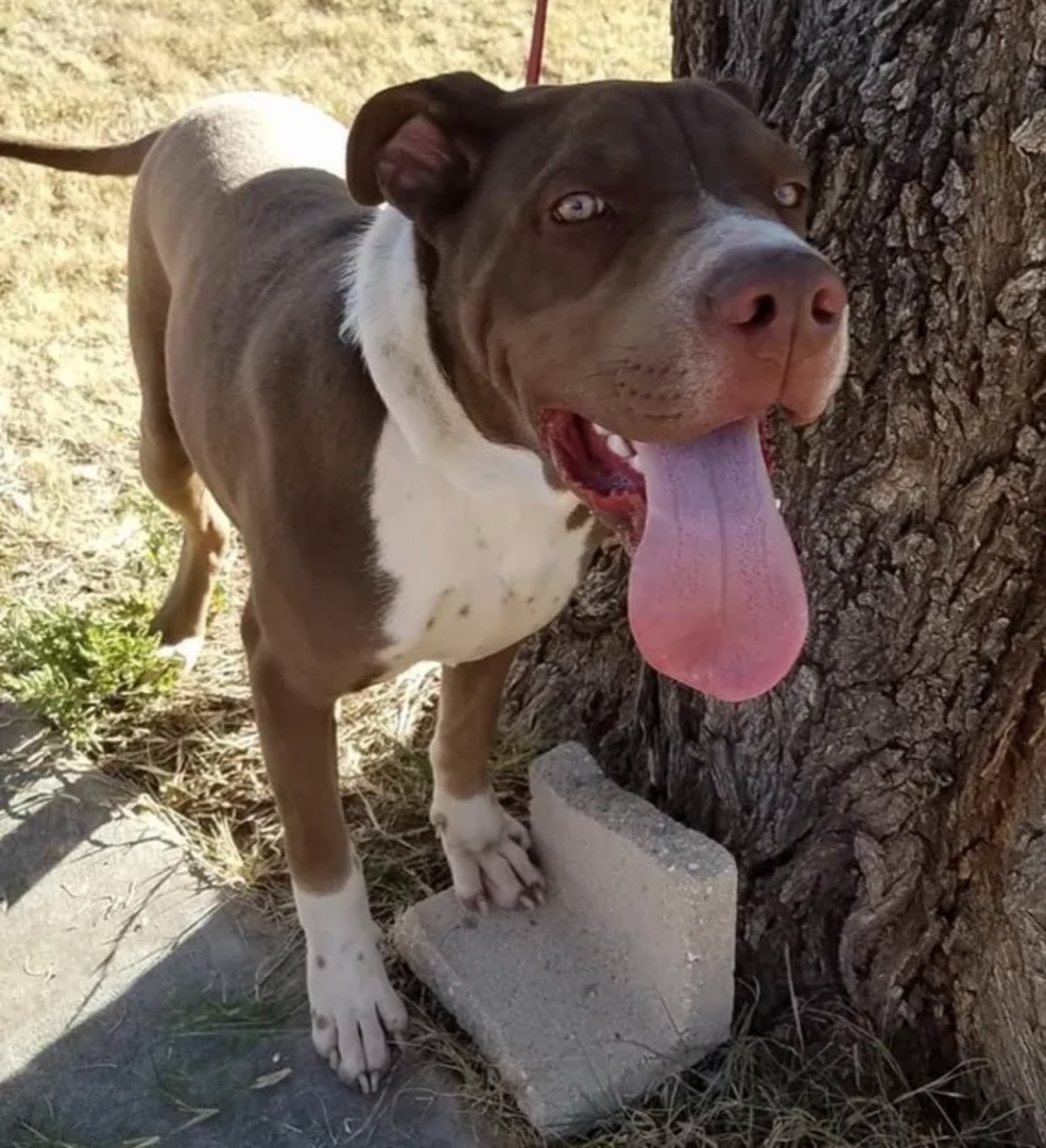 Enlarge Kermit, a Adoptable mixed breed in Canyon, TX image 1/1