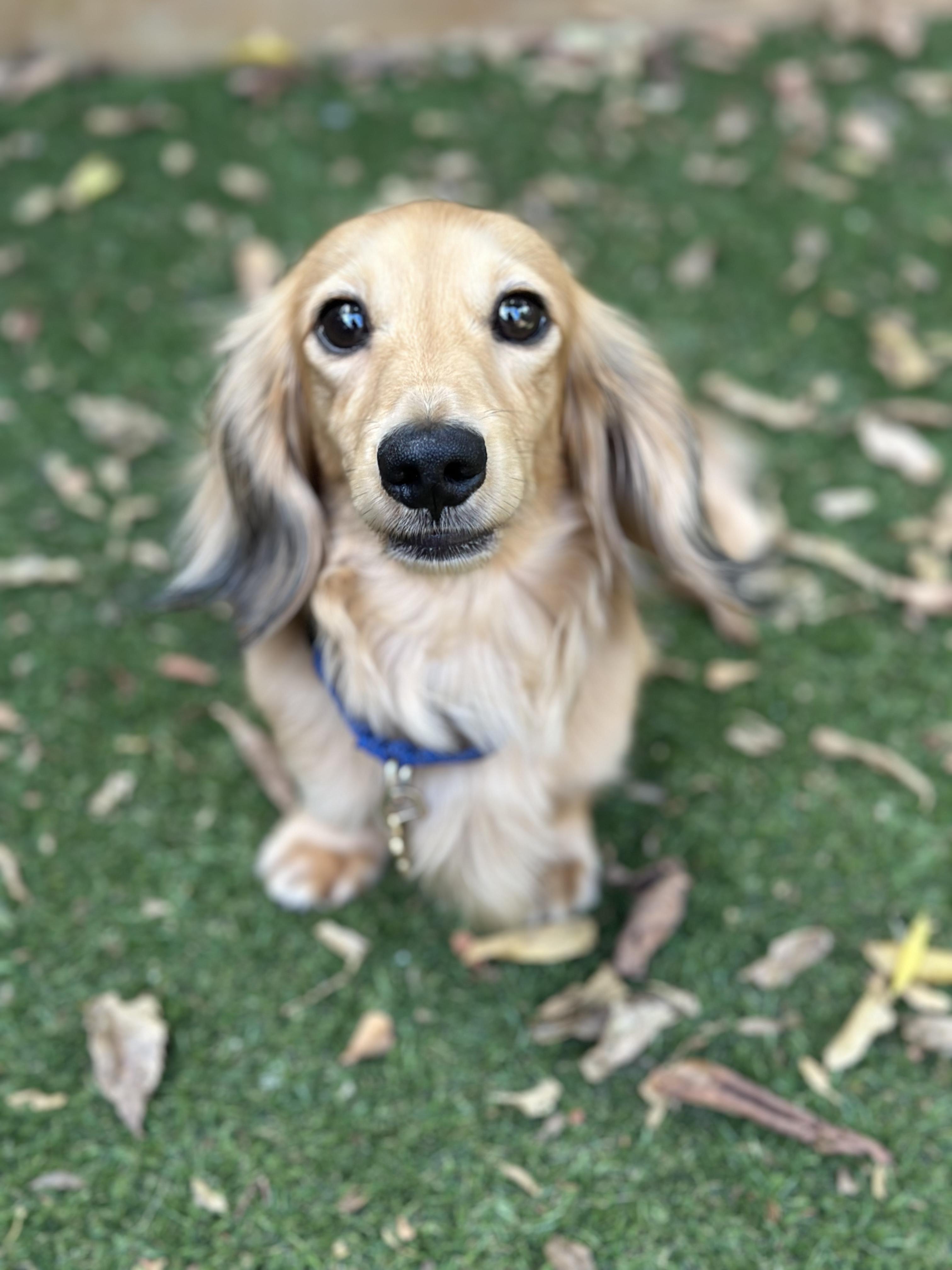 Frankie