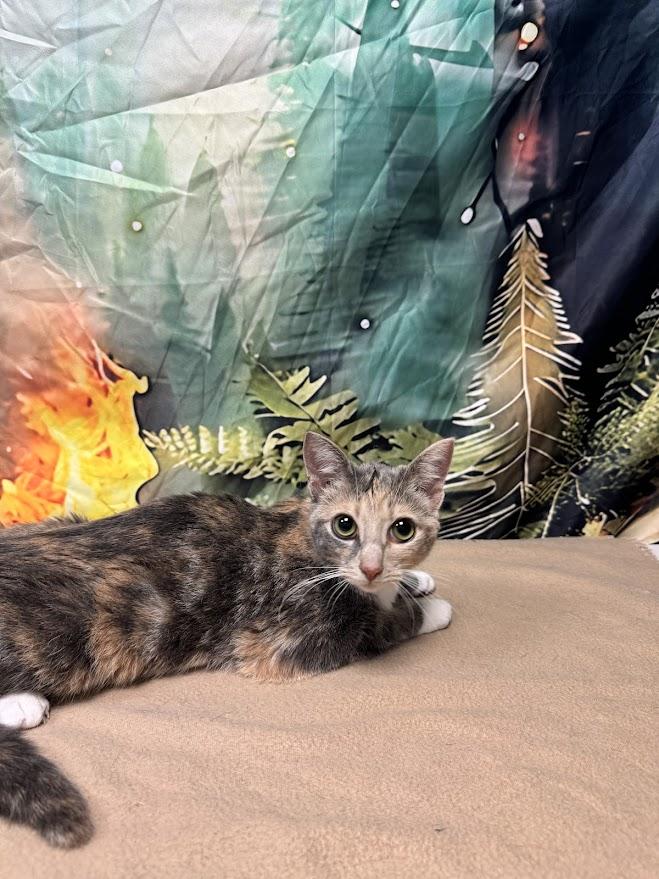 Aggie, a Adoptable Domestic Short Hair in Huntington, WV image 1/2