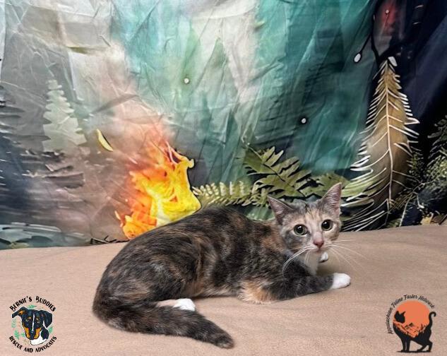 Aggie, a Adoptable Domestic Short Hair in Huntington, WV image 2/2