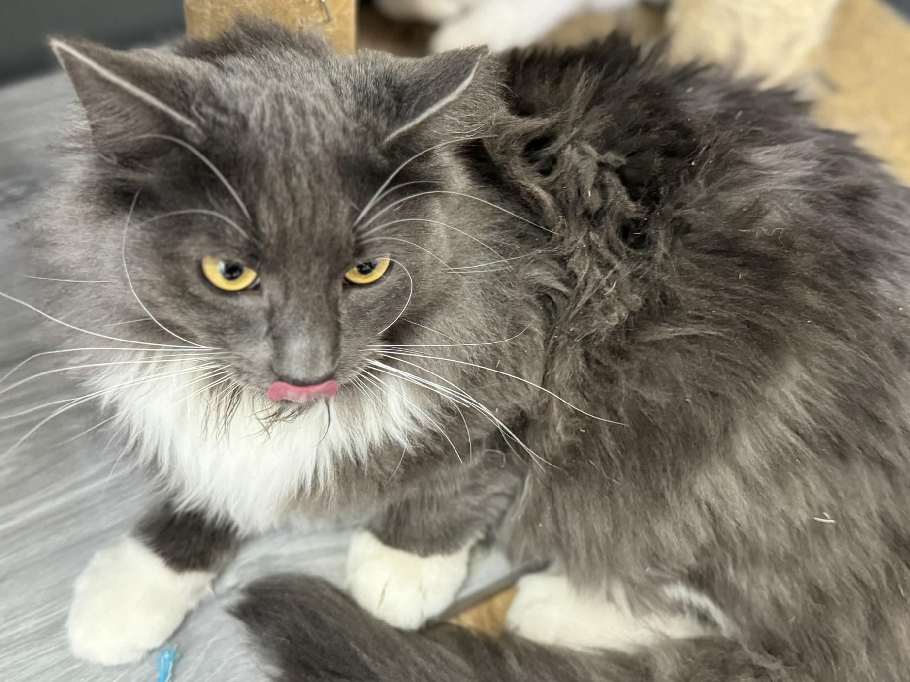 Swagger, an adoptable Domestic Long Hair in Republic, WA, 99166 | Photo Image 2