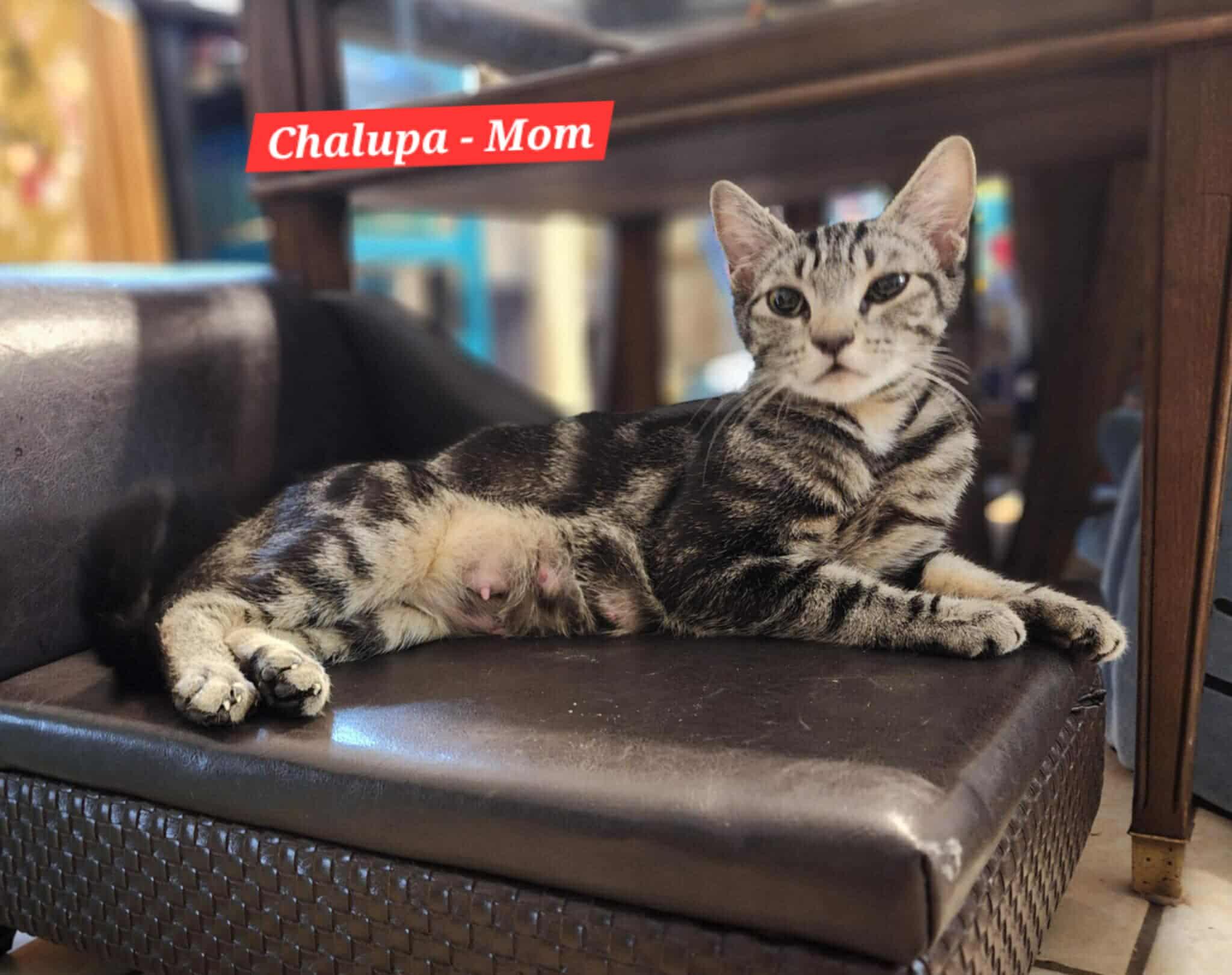 Chalupa