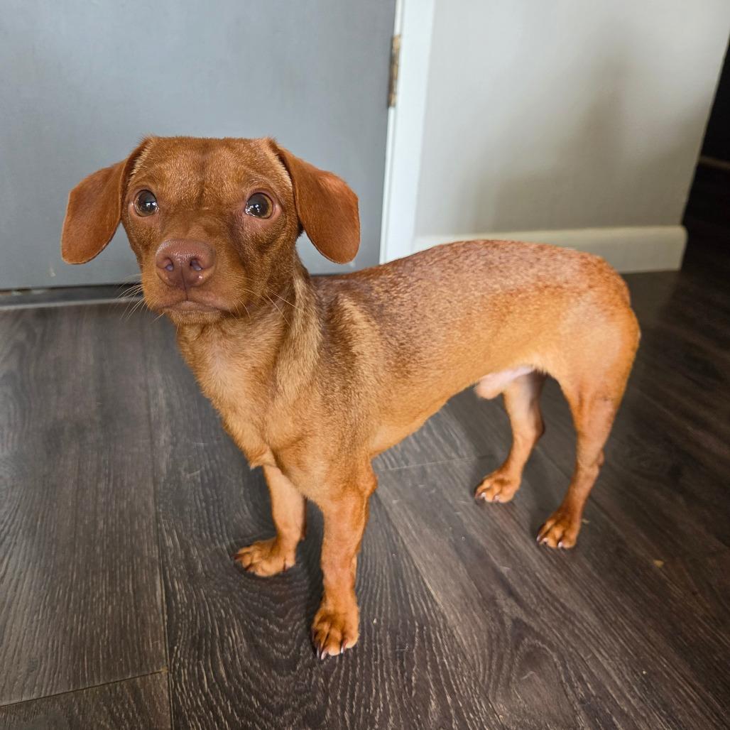 Enlarge Remy, a Adoptable Miniature Dachshund in Pacifica, CA image 2/4