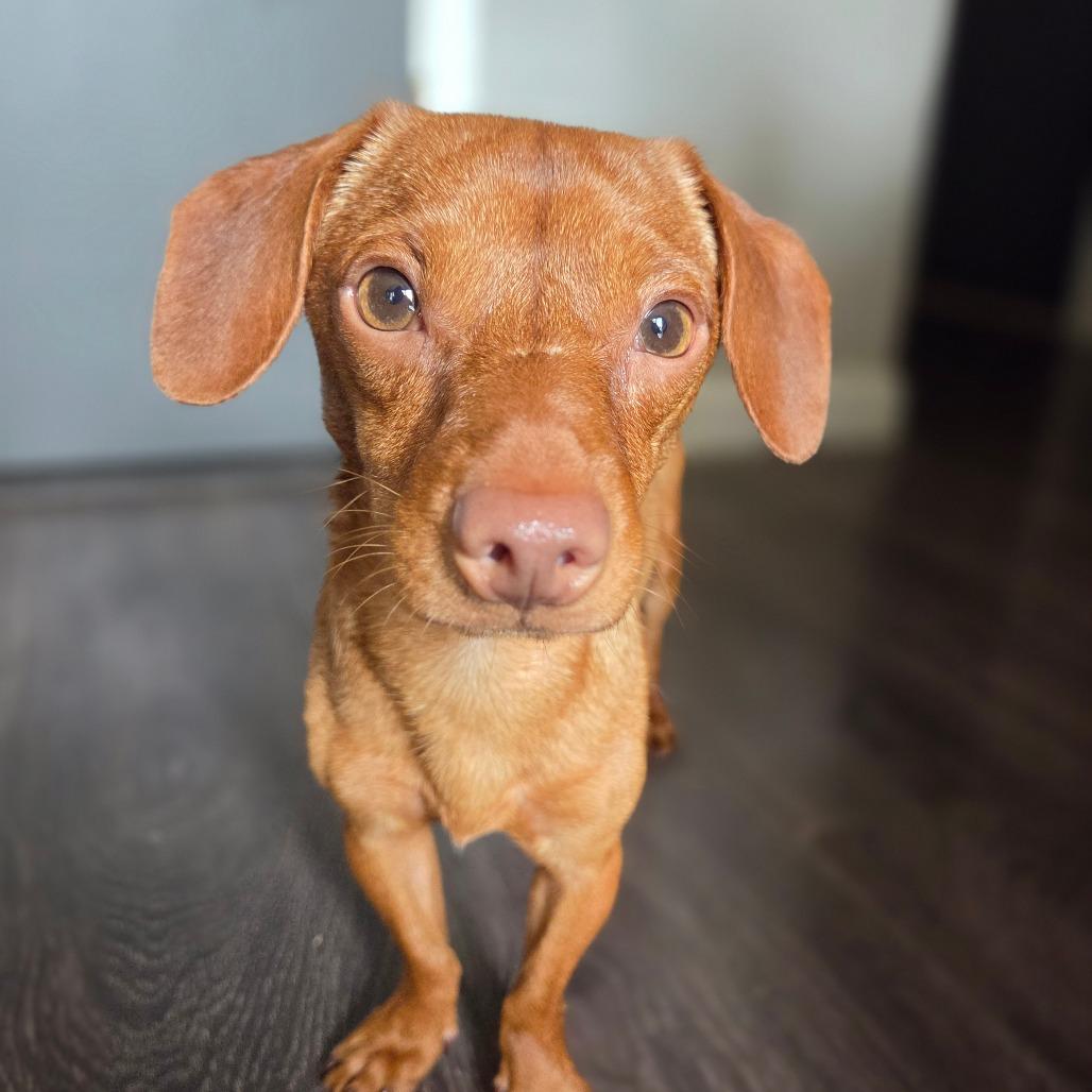 Enlarge Remy, a Adoptable Miniature Dachshund in Pacifica, CA image 3/4