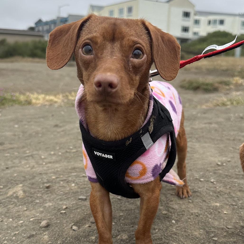 Enlarge Remy, a Adoptable Miniature Dachshund in Pacifica, CA image 4/4