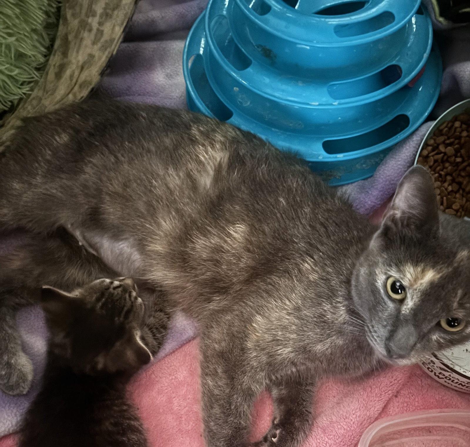 Azul (retired mom), Adoptable, Young Female Domestic Short Hair & Dilute Tortoiseshell.