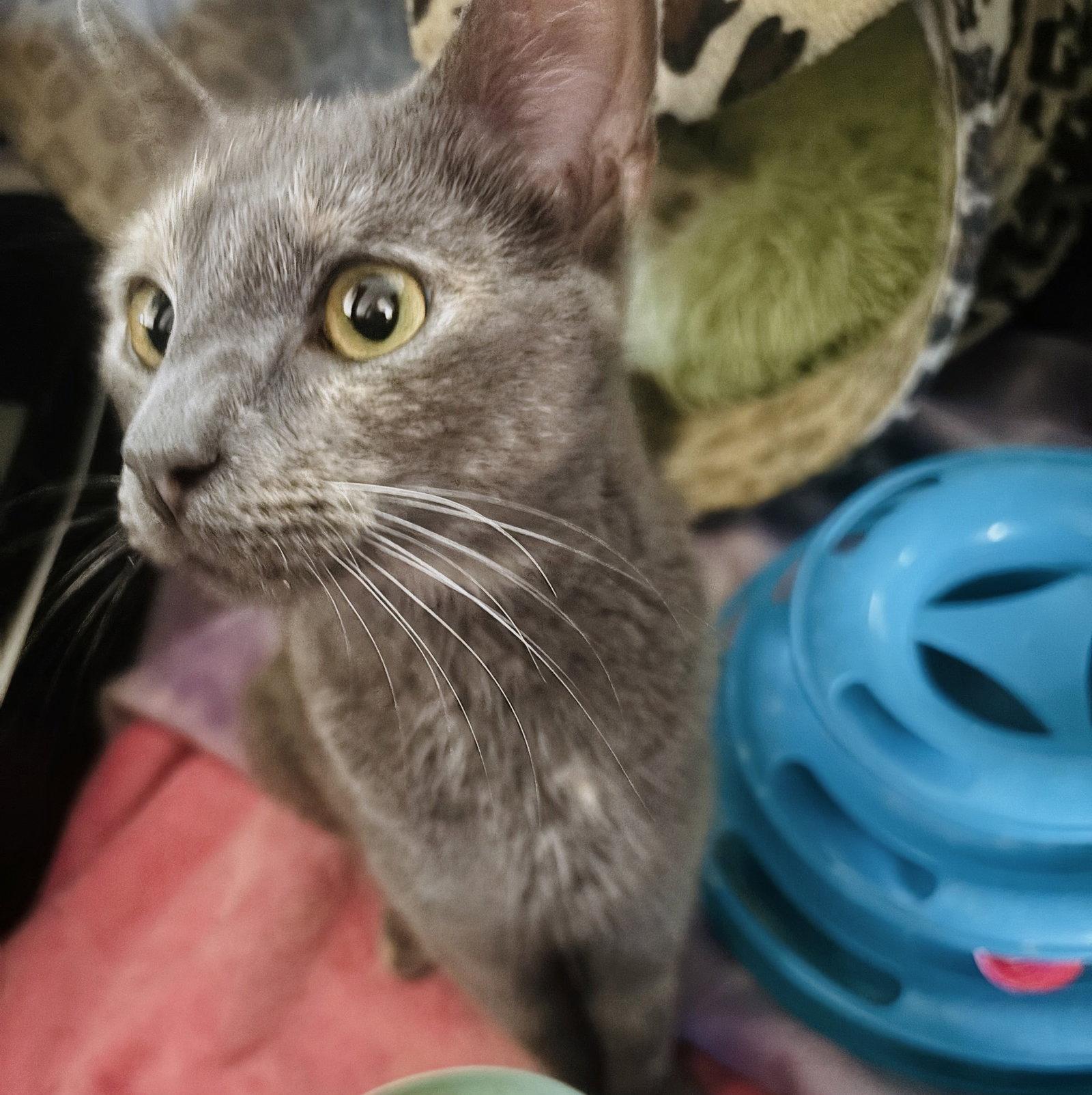 Azul (retired mom), a Adoptable mixed breed in Allentown, PA image 2/3