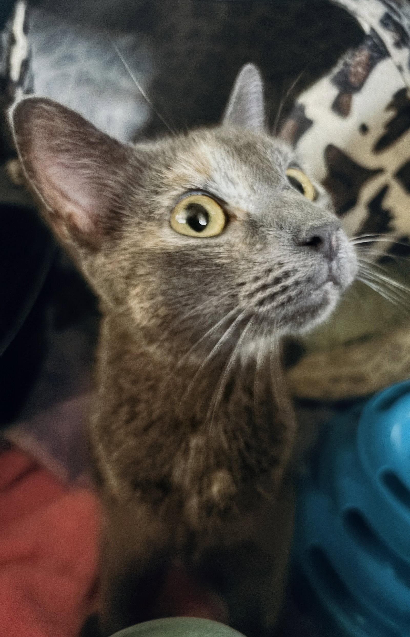 Azul (retired mom), a Adoptable mixed breed in Allentown, PA image 3/3