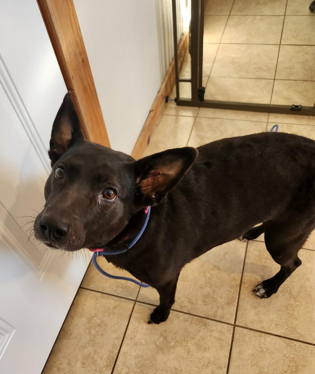 Enlarge Poppy - Pending Adoption!! , an adopted mixed breed in Sparta, WI image 1/2