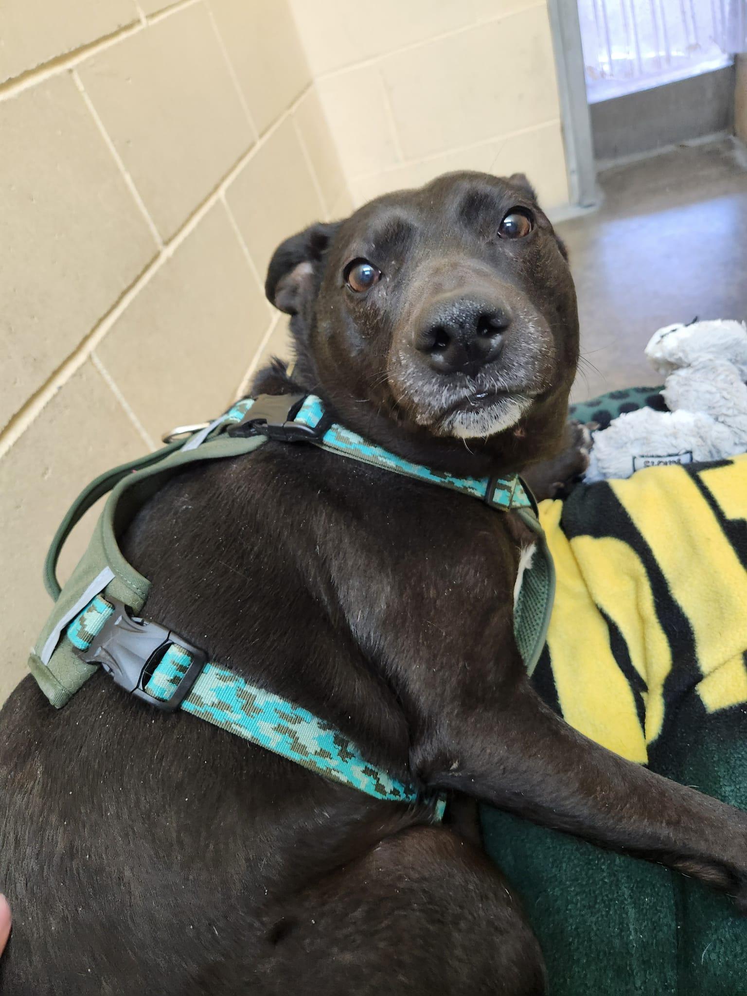 Enlarge Poppy - Pending Adoption!! , an adopted mixed breed in Sparta, WI image 2/2