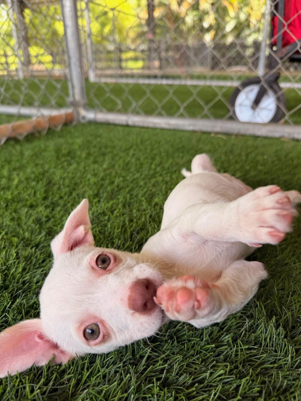 Enlarge Emmie, a ADOPTABLE Mixed Breed in Morristown, NJ image 4/5