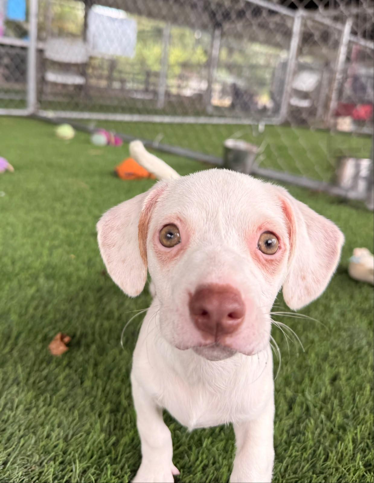 Enlarge Emmie, a ADOPTABLE Mixed Breed in Morristown, NJ image 2/5
