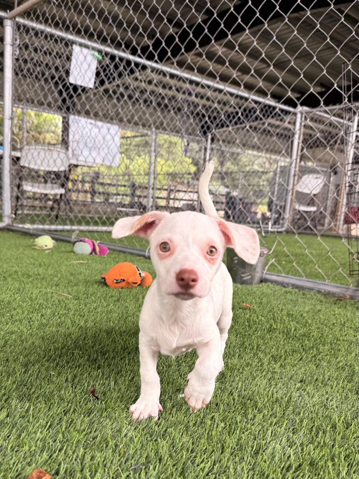 Enlarge Emmie, a ADOPTABLE Mixed Breed in Morristown, NJ image 5/5