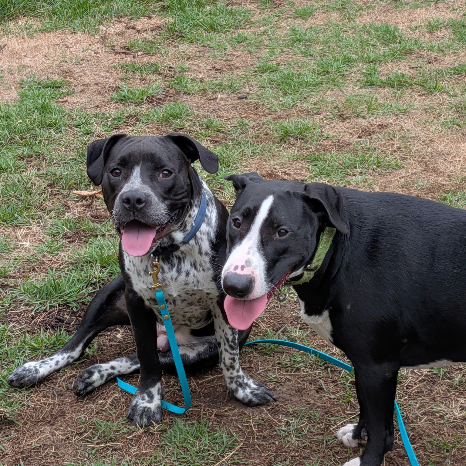 Enlarge Sean Connery, a Adoptable mixed breed in Cherry Hill Township , NJ image 3/6