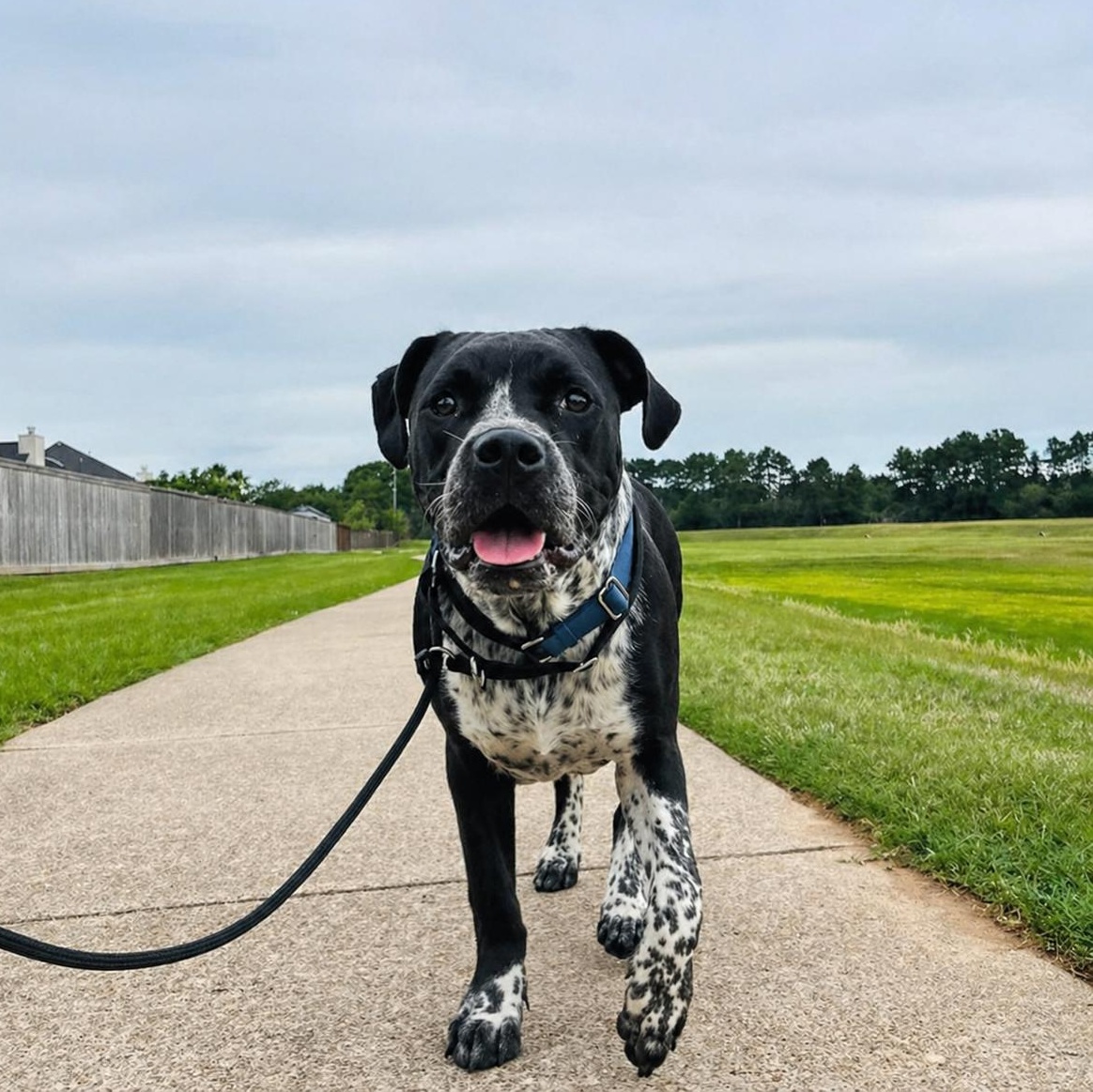 Enlarge Sean Connery, a Adoptable mixed breed in Cherry Hill Township , NJ image 2/6