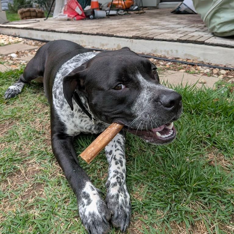 Sean Connery, Adoptable, Young Male Pit Bull Terrier.