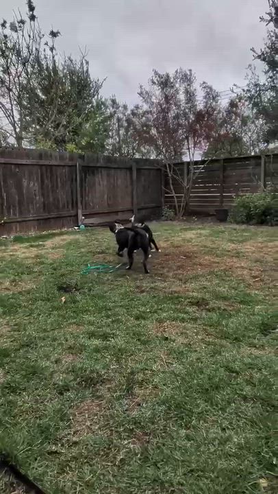 Enlarge Sean Connery, a Adoptable mixed breed in Cherry Hill Township , NJ video 6/6
